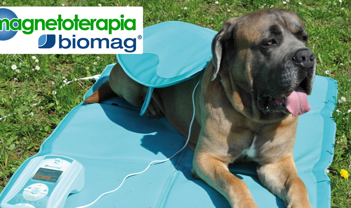 ¿Qué es la magnetoterapia y qué efecto tiene en el cuerpo de tu mascota?
