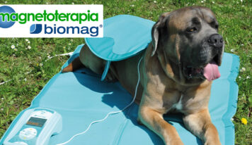 ¿Qué es la magnetoterapia y qué efecto tiene en el cuerpo de tu mascota?