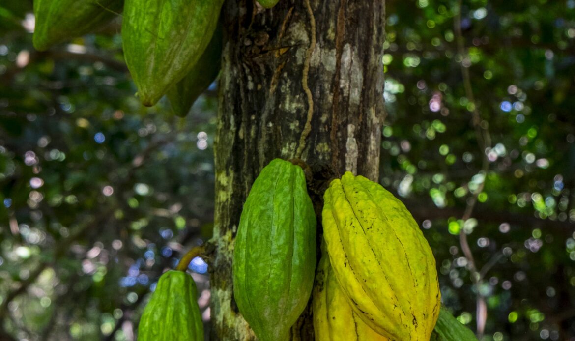 Cacao y no chocolate: Paccari habla sobre cuatro beneficios desconocidos de este producto