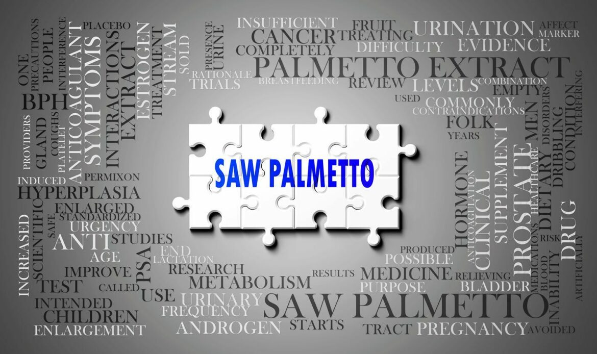 Saw Palmetto, de Serenoa Repens, potencia la salud prostática, urinaria y hormonal en hombres y mujeres