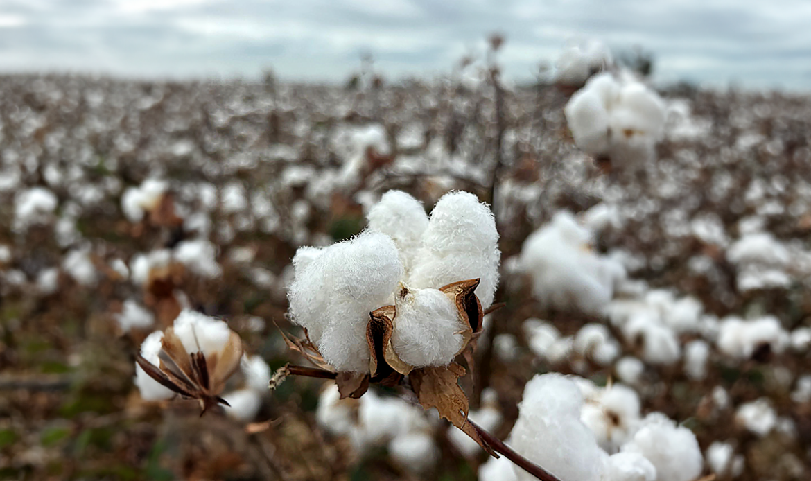 Tres años y 200 millones de personas impactadas: EUCOTTON da el protagonismo al sector algodonero europeo