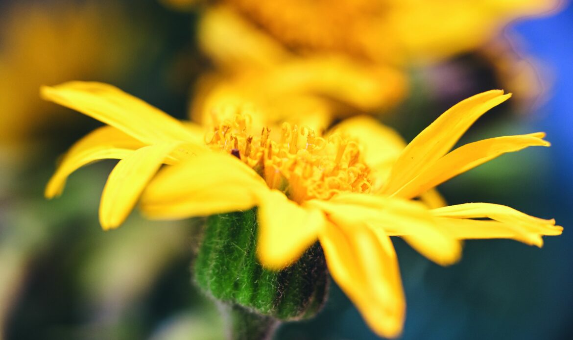 Árnica, un tesoro botánico protegido para preservar su legado milenario