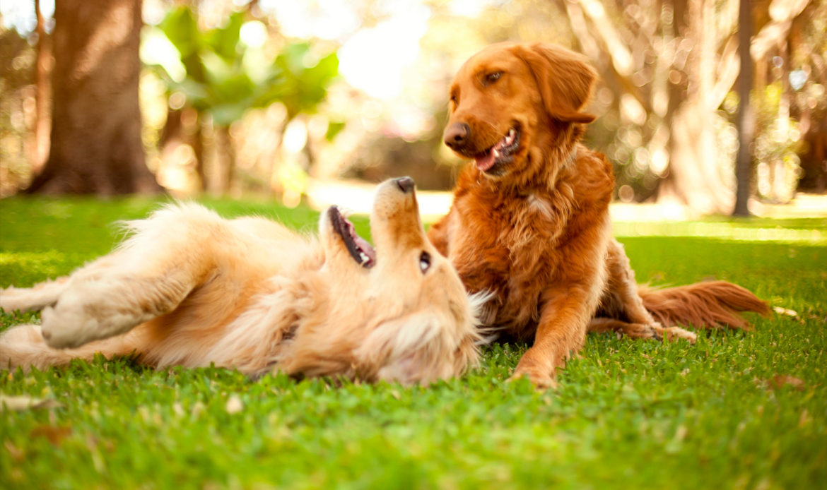 TodoMascota explica cómo adaptar la alimentación del perro ante la llegada del calor para mantener su equilibrio y bienestar